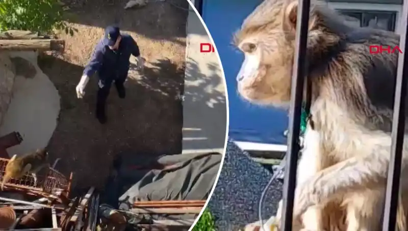 Muğla'da Eğlenceli Anlar: Mahalleli Maymunu Kovaladı!