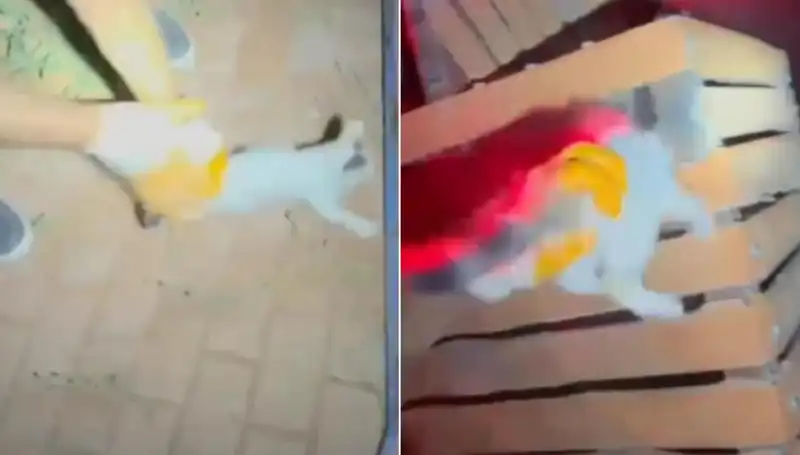 Gece Yarısı İtfaiye Ekipleri Kedi Kurtarma Operasyonu Başlattı