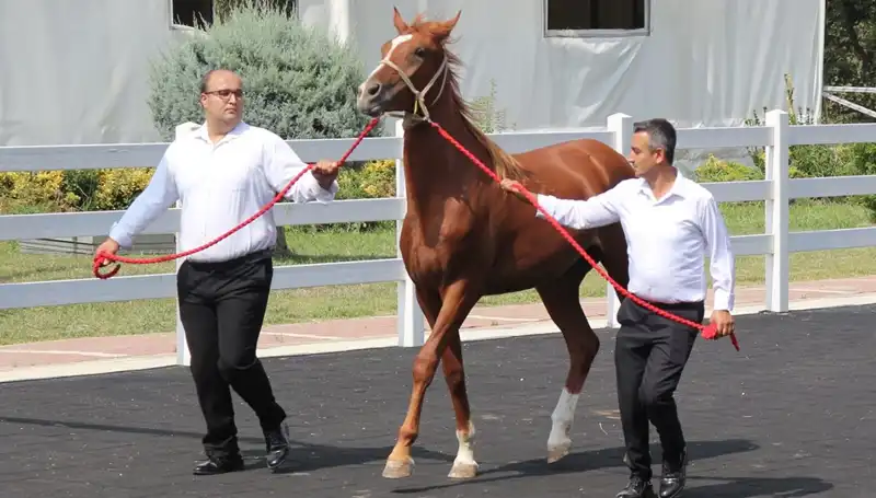 Taşkın Kral: Türkiye'nin Yeni Rekoru ile Adını İlk Sıraya Yazdırdı