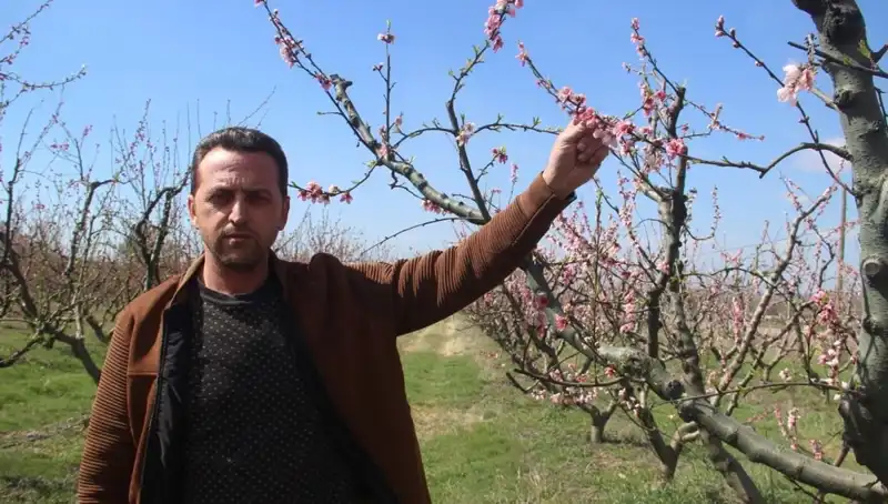 Sonbaharın Beklenmedik Şaşkınlığı: Çiçek Açan Ağaçları Don Vurdu!