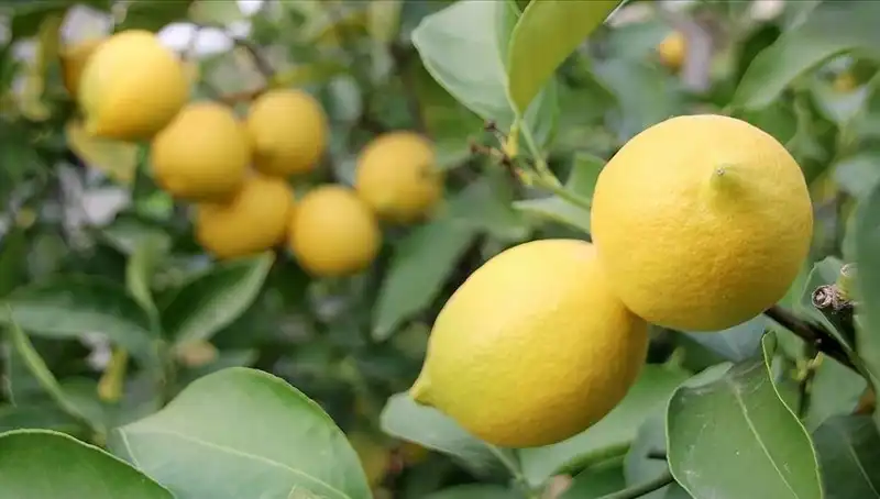 Limon Fiyatları Tavan Yaptı: Her Bir Adedi 24 Lira!