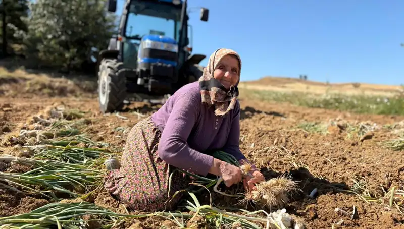 Dünyaca Ünlü Selenyum Zengini Tarım Ürünü: Tarladan Günde 1200 Lira Kazanmak Mümkün mü?