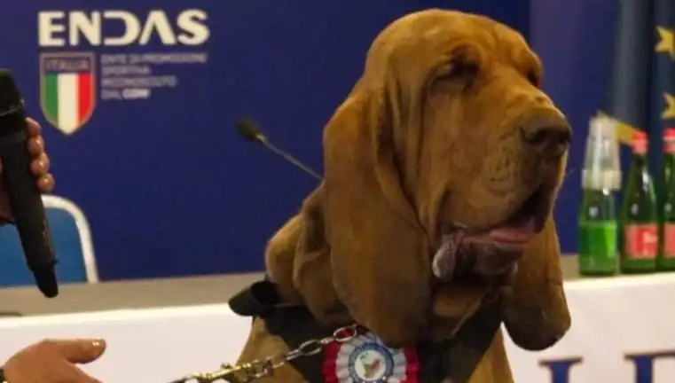 Arama Köpeğine Çivili Sosisle Yapılan Saldırı Şok Etkisi Yarattı