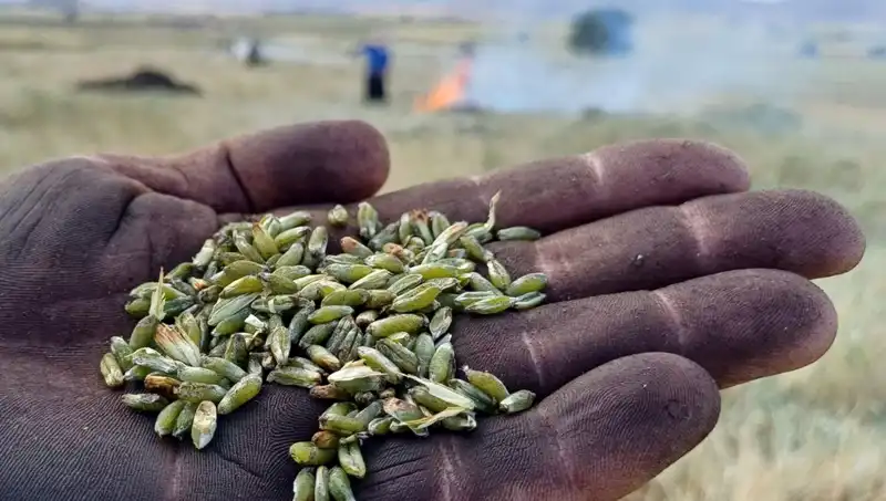 Firik Sezonu Açıldı: Eşsiz Lezzetler ve Sağlık Faydaları