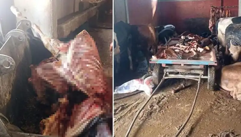 Adana'da Yürekleri Aydınlatan Kurtarma: 2,5 Ton At Eti Ele Geçirildi