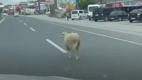 Yalova'da Kaçan Kurbanlıklar Trafiği Felç Etti: Duyulmamış Anlar