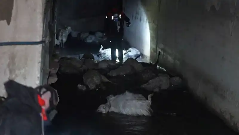 Keskin Koku Hayvanları Tehdit Ediyor: Onlarca Canlı Telef Oldu!