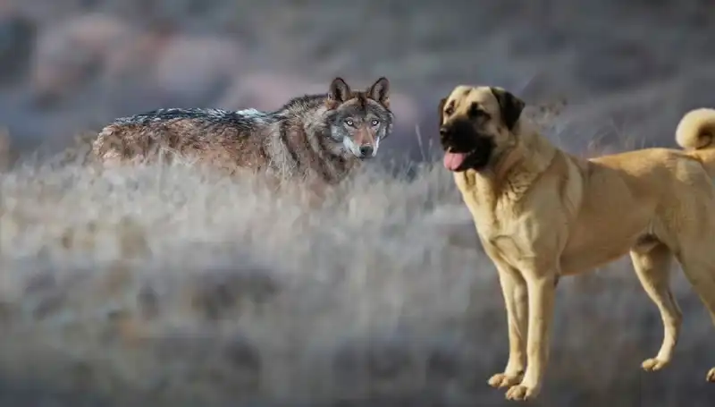 Kangal Köpeği Talebini Artıran Sebep: Kurt Popülasyonundaki Görülen Artış