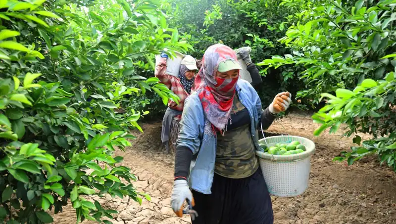 Marketlerdeki Patates Fiyatları Neden 150 Lirayı Aştı? hasat Dönemi Geldi