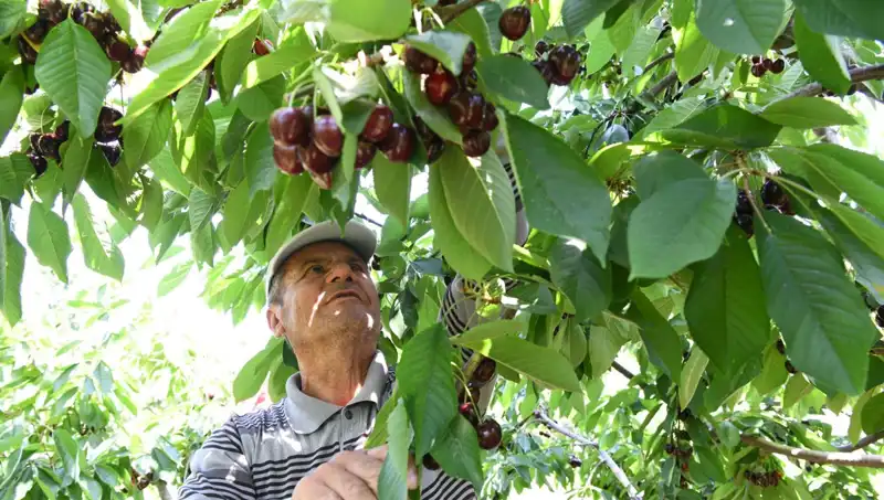Lapseki'nin Dev Fındığı: Çay Bardağına Sığmayan Mucizevi Lezzet