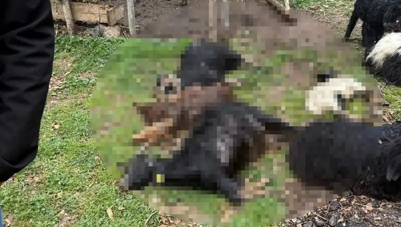 Sahipsiz Köpekler Tarafından 18 Keçinin Telef Olması Köylüleri Endişelendiriyor