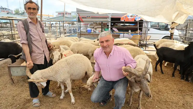 Kurban Bayramı’nda Gözde Haline Gelen 4 Boynuzlu Koçlar