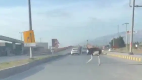 Trafikte Neden Deve Kuşu Görülür? Sıradışı Olayın Perde Arkası