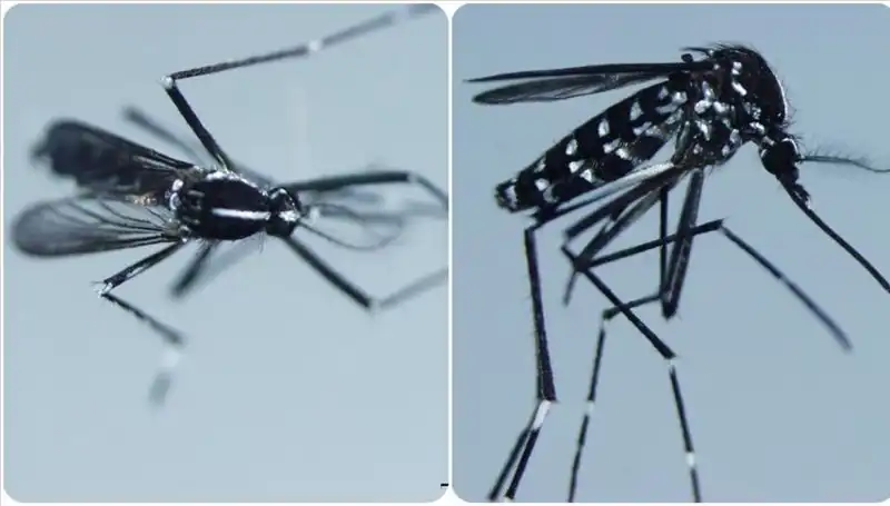 Chikungunya Virüsü Hakkında Bilmedikleriniz: Belirtileri ve Yayılım Alanları