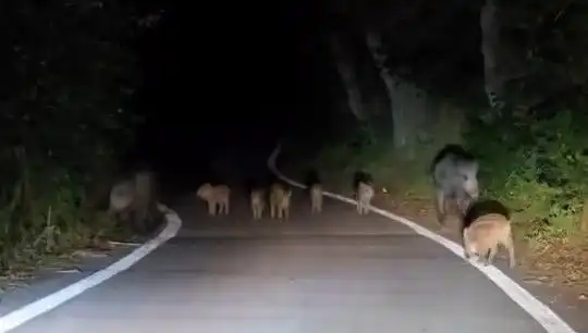 Elazığ'da Domuz Sürüsü Yola İndi, Sürücülerin Şaşkın Bakışları Araç Trafiğini Durma Noktasına Getirdi!