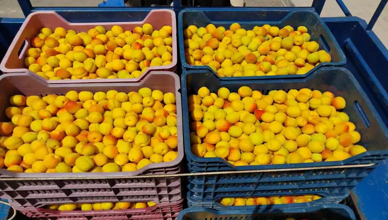 İlk Hasat Süzme Zamanı: 500 TL’den Alıcı Buldu!