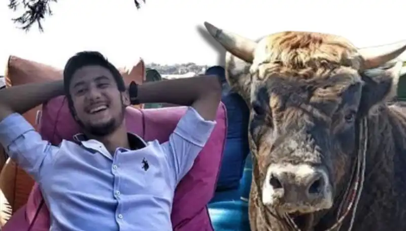 Aydın'da Güreş Boğası Hayatını Kaybetti: Olayın Ardındaki Gerçekler Neler?