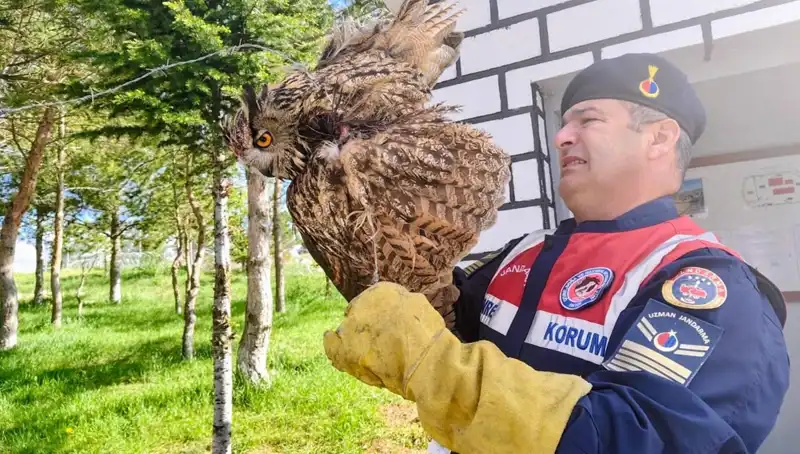 Dikenli Tellere Takılan Puhu Kuşu, Canlı Yayında Kurtarıldı