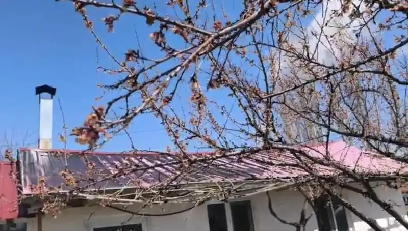 Dondurucu Soğuk Kayısı Üreticilerini Zora Soktu: Tahribatın Boyutu Büyüyor