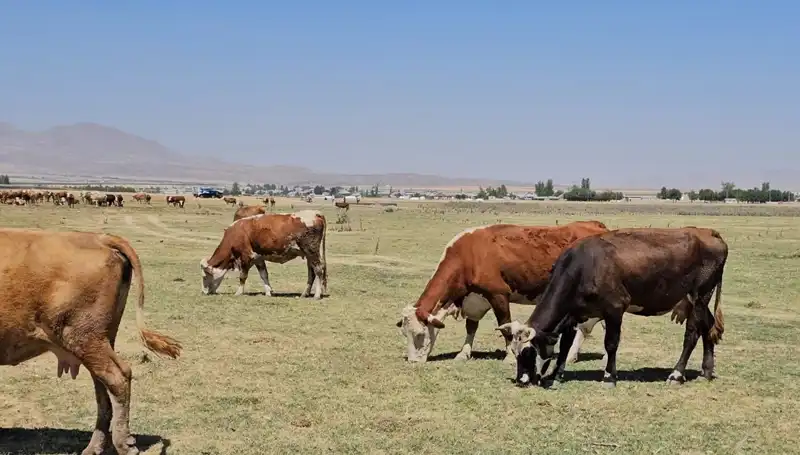 Arin Gölü'nde Yaşanan Kuraklık: Su Sıkıntısı Derinleşiyor