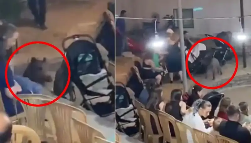 Yaban Domuzu Düğünde Kaosa Neden Oldu: Lise Arkadaşları Şaşkınlık İçinde!