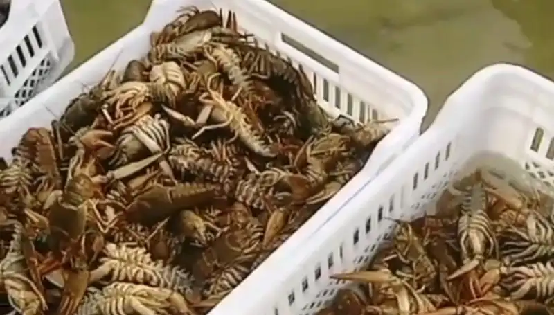 Baraj Gölünde Alarming Durum: Balıkçılar Balık Düşkünlüğünü Kaybetti