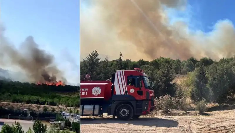 Gebze'deki Orman Yangını: Doğa ve Canlılar İçin Tehlike Arttı