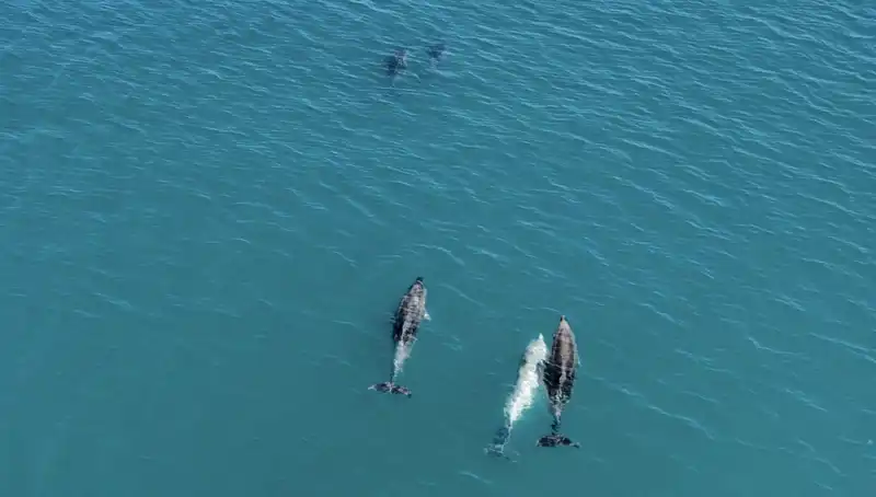 Karadeniz'in Derinliklerinde Sır Gibi Dolaşan Yunuslar Drone ile Yakalandı!
