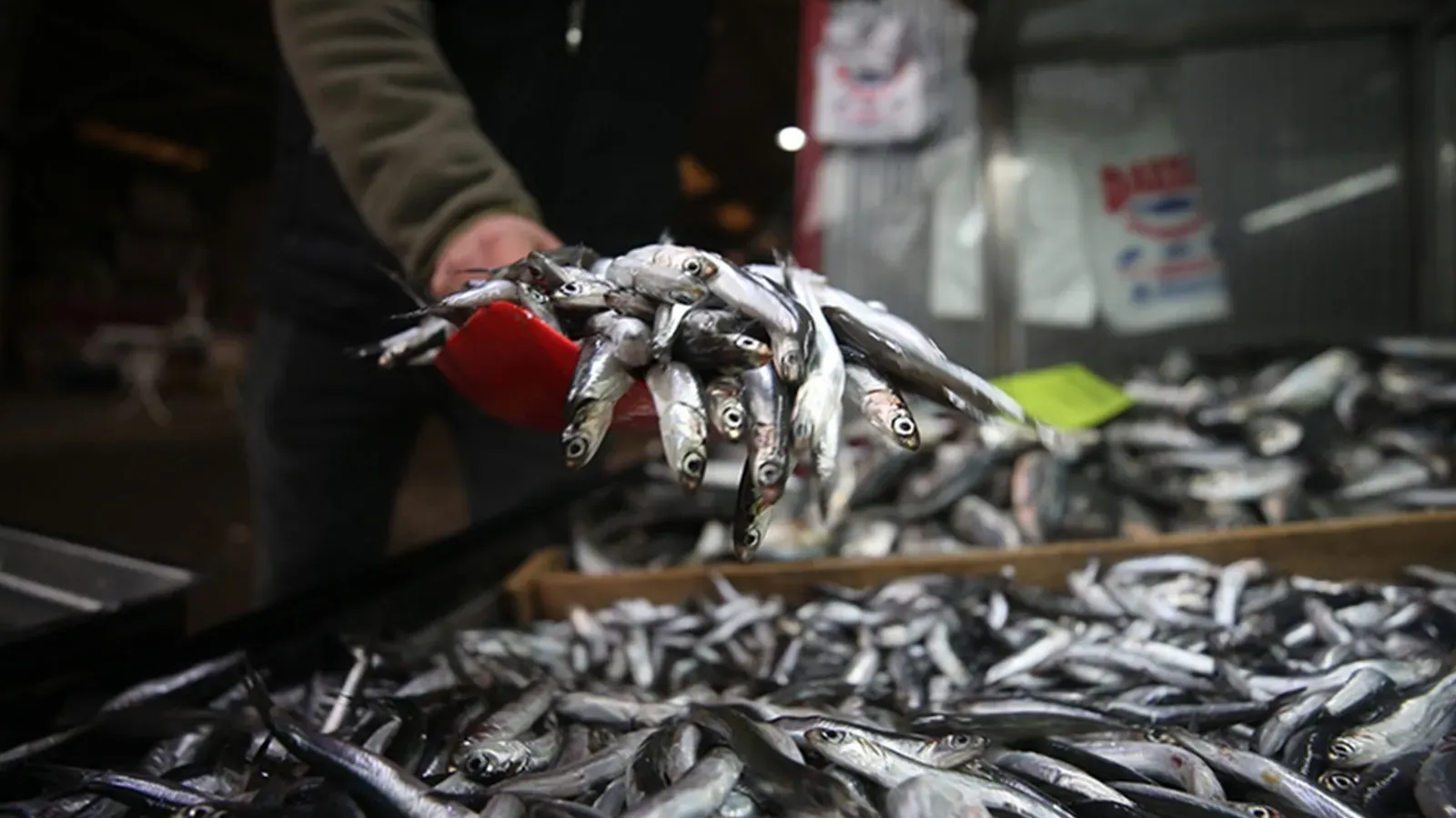 Trabzon’da Hamsi Fiyatları Cep Yakıyor: Kilogramı 100 Lira